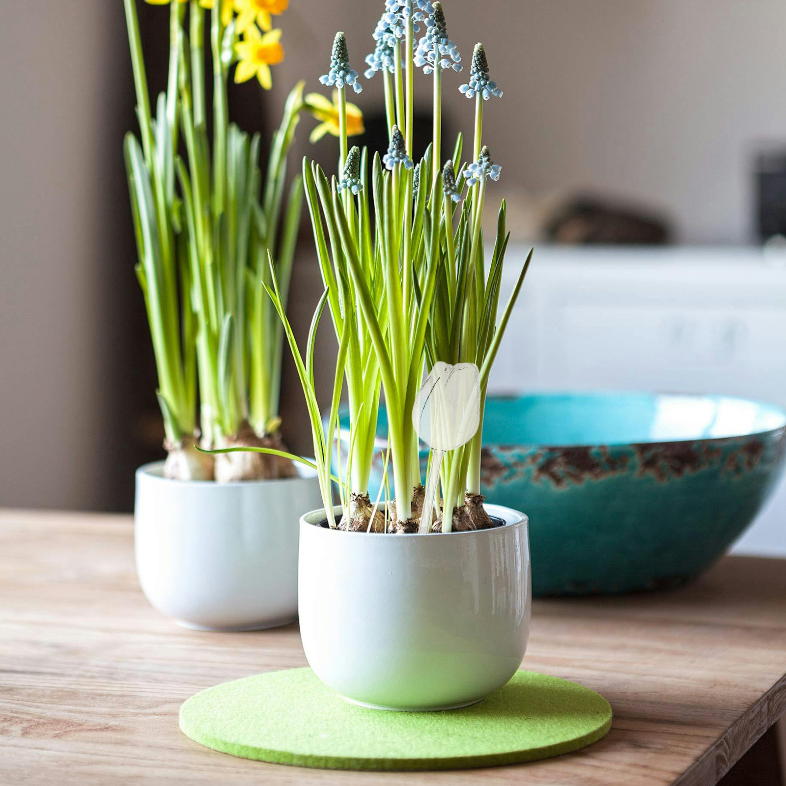 2Pcs Premium High Borosilicate - Self Watering Planter ulasan dan harga